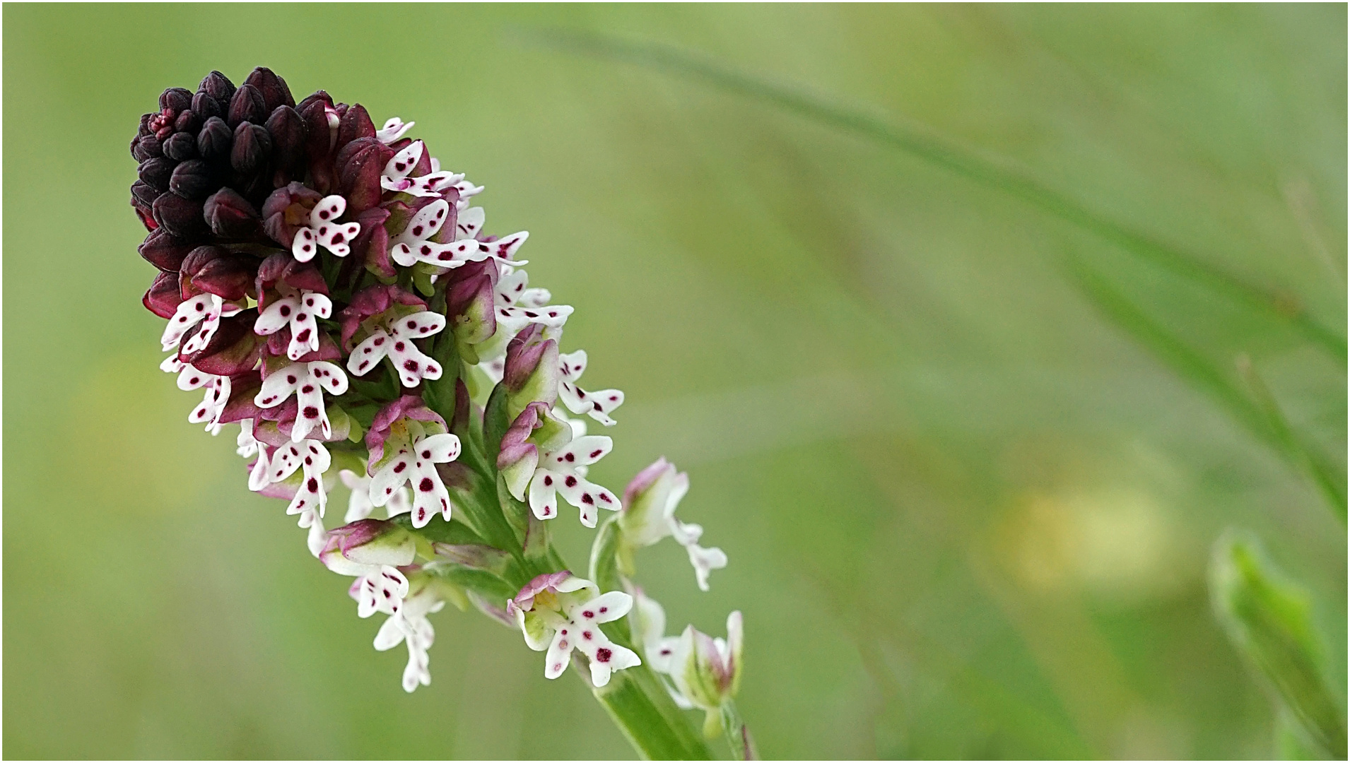 Wilde Orchidee