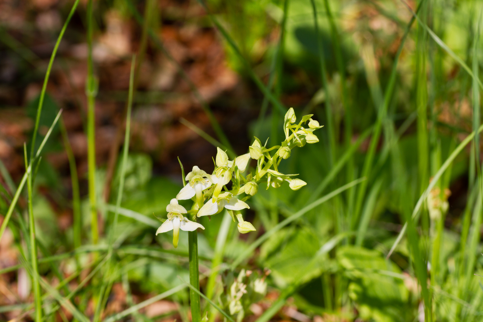 Wilde Orchidee