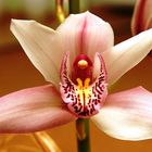 Wilde Orchidee