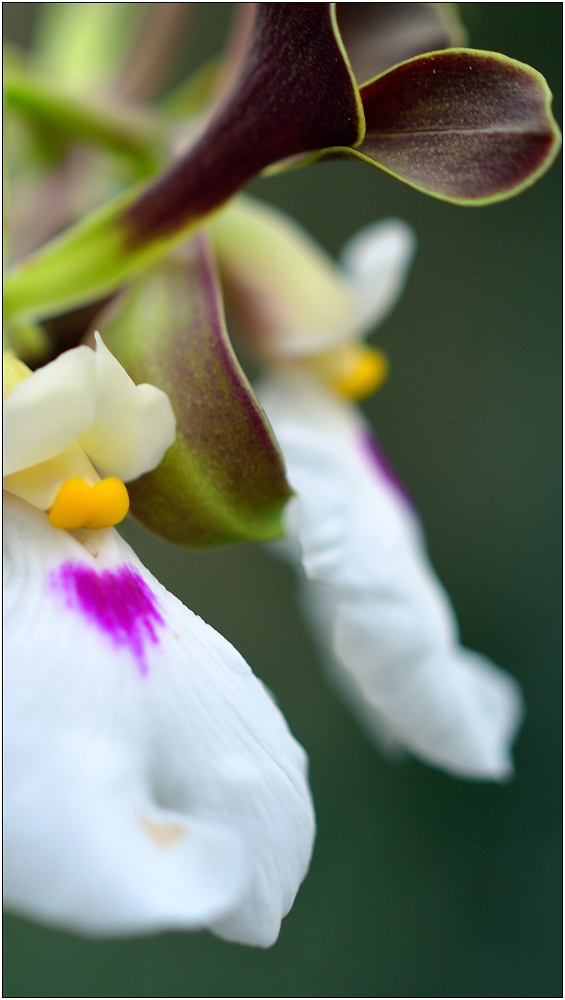 Wilde Orchidee