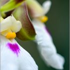 Wilde Orchidee