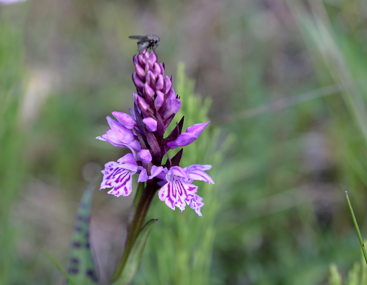  wilde Orchidee