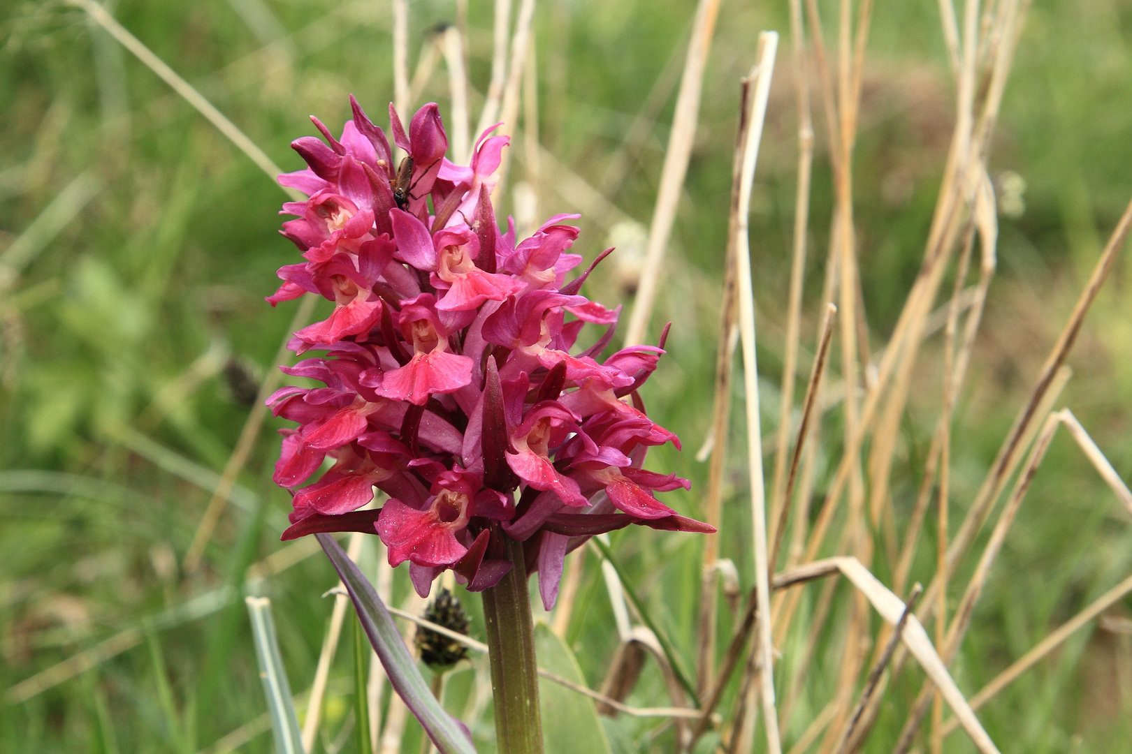 " Wilde Orchidee " Foto & Bild pflanzen, pilze & flechten, blüten & kleinpflanzen, orchideen
