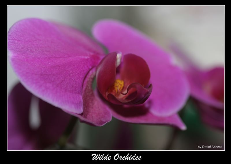 Wilde Orchidee