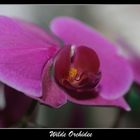 Wilde Orchidee