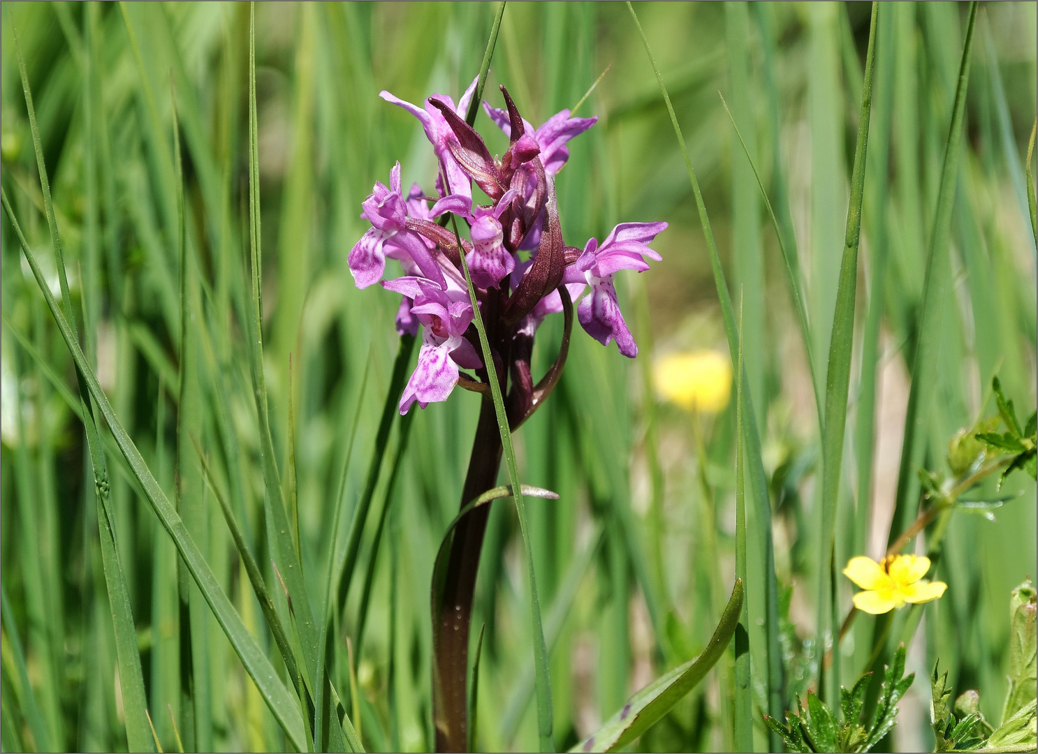 wilde orchidee