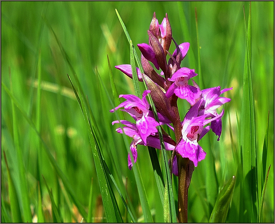 Wilde Orchidee