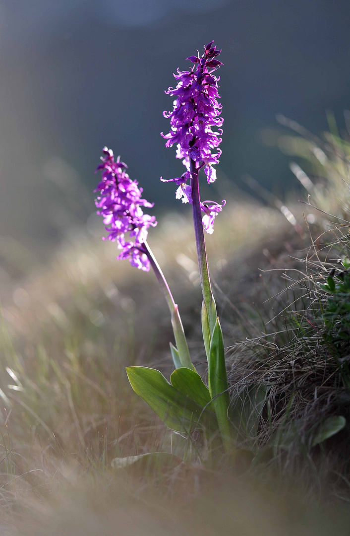 Wilde Orchidee