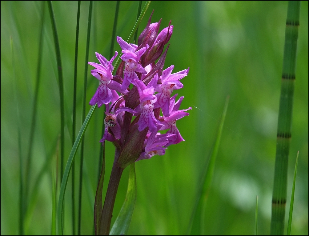 Wilde Orchidee