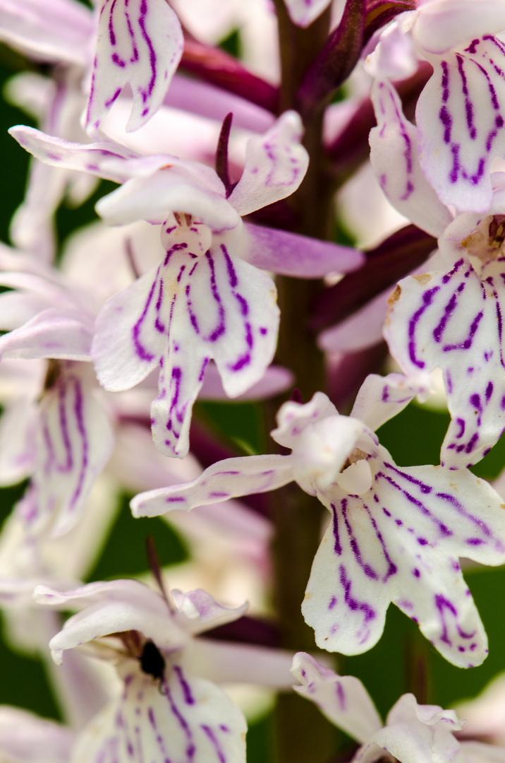 Wilde Orchidee