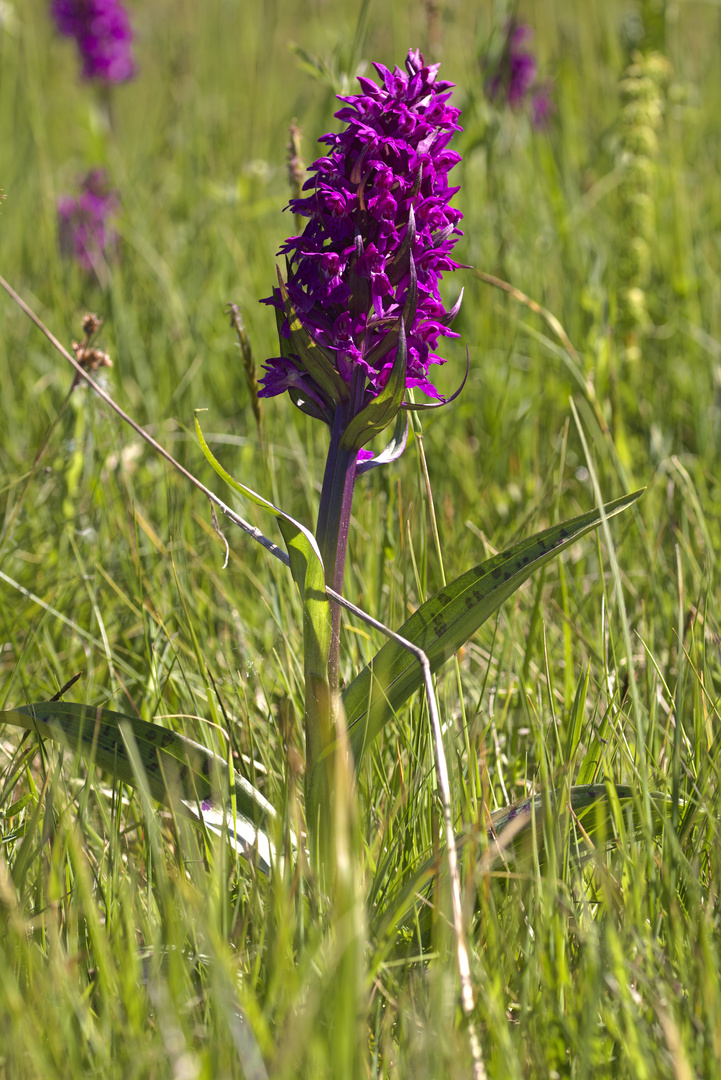 Wilde Orchidee Foto & Bild pflanzen, pilze & flechten, blüten & kleinpflanzen, orchideen
