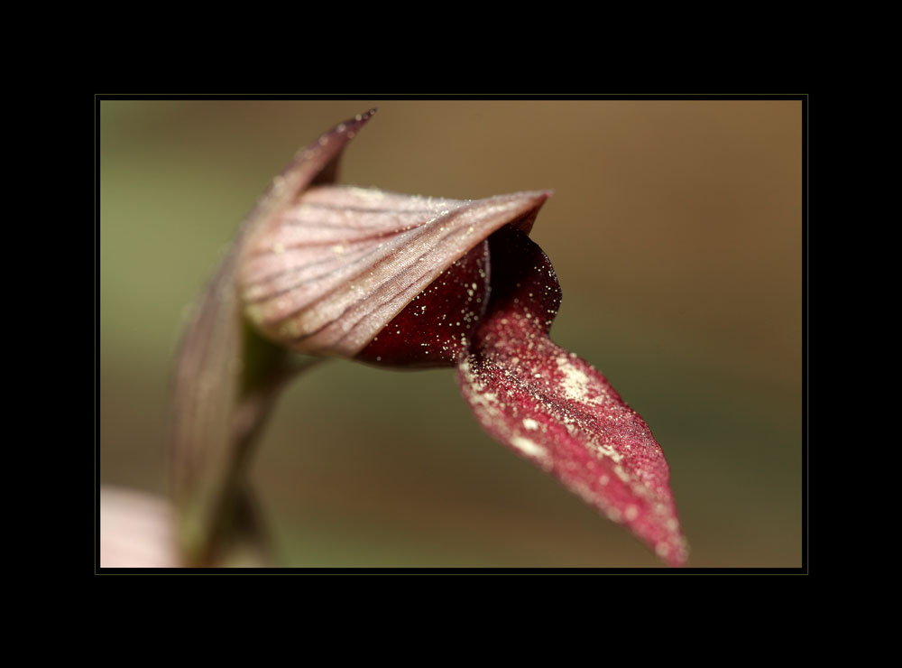 "Wilde Orchidee"