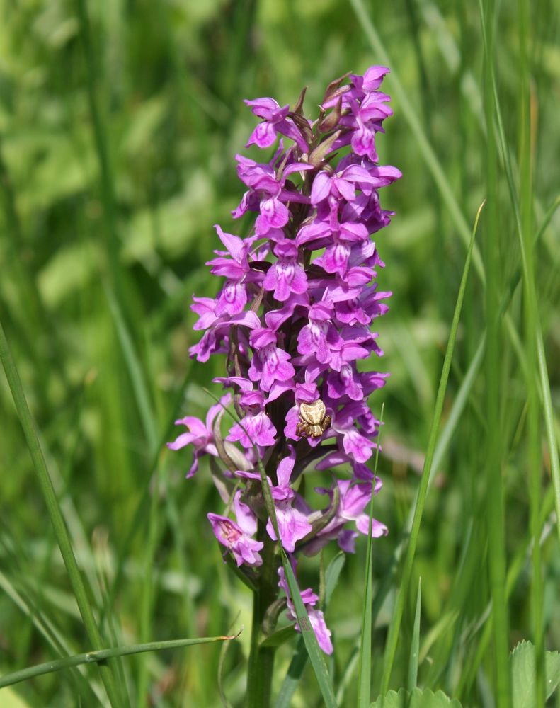 Wilde Orchidee