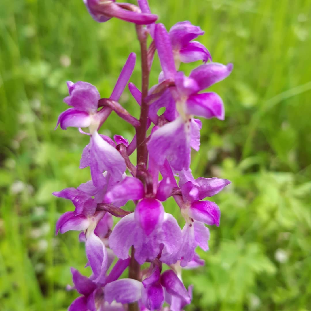 wilde Orchidee