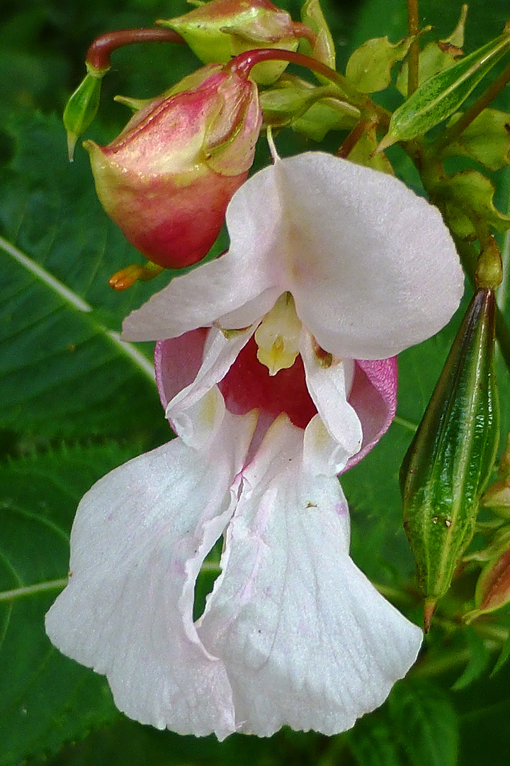 Wilde Orchidee - am Waldrand gesehen