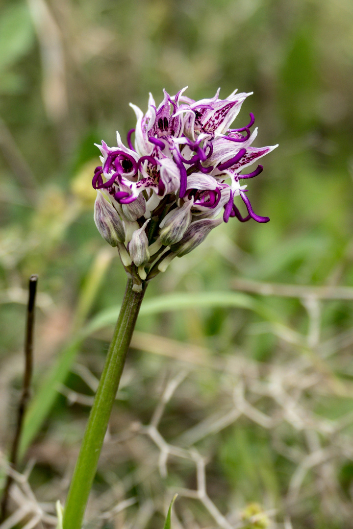 wilde Orchidee auf Kreta