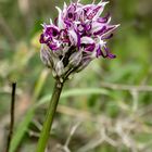 wilde Orchidee auf Kreta