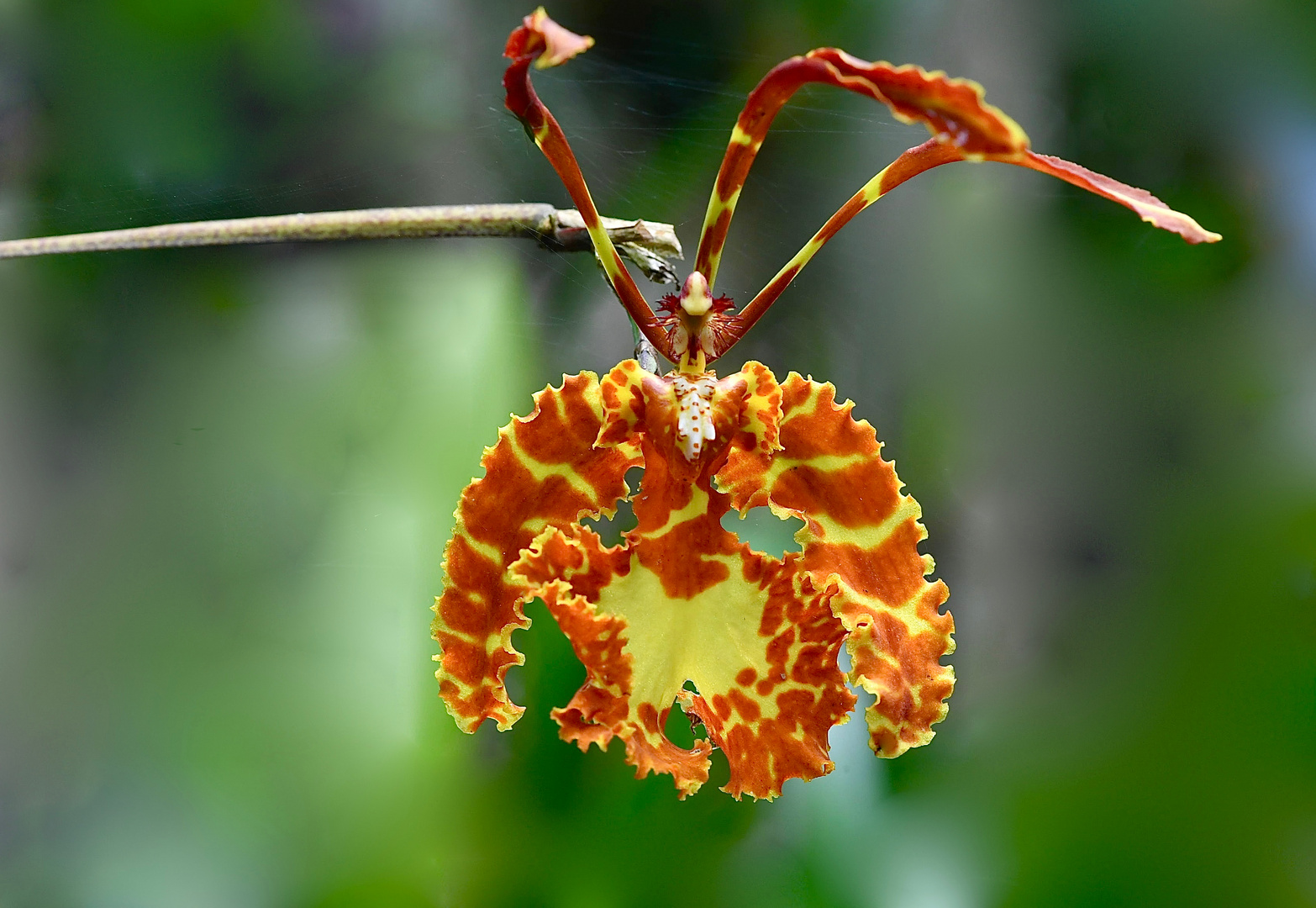 Wilde Orchidee aus dem Bergregenwald von Peru