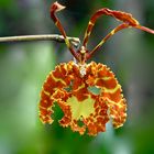 Wilde Orchidee aus dem Bergregenwald von Peru