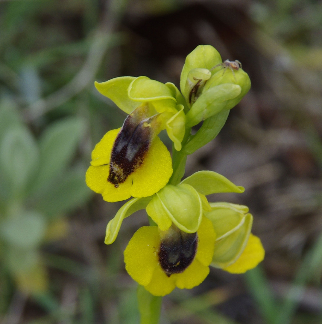 wilde Orchidee aus dem Languedoc