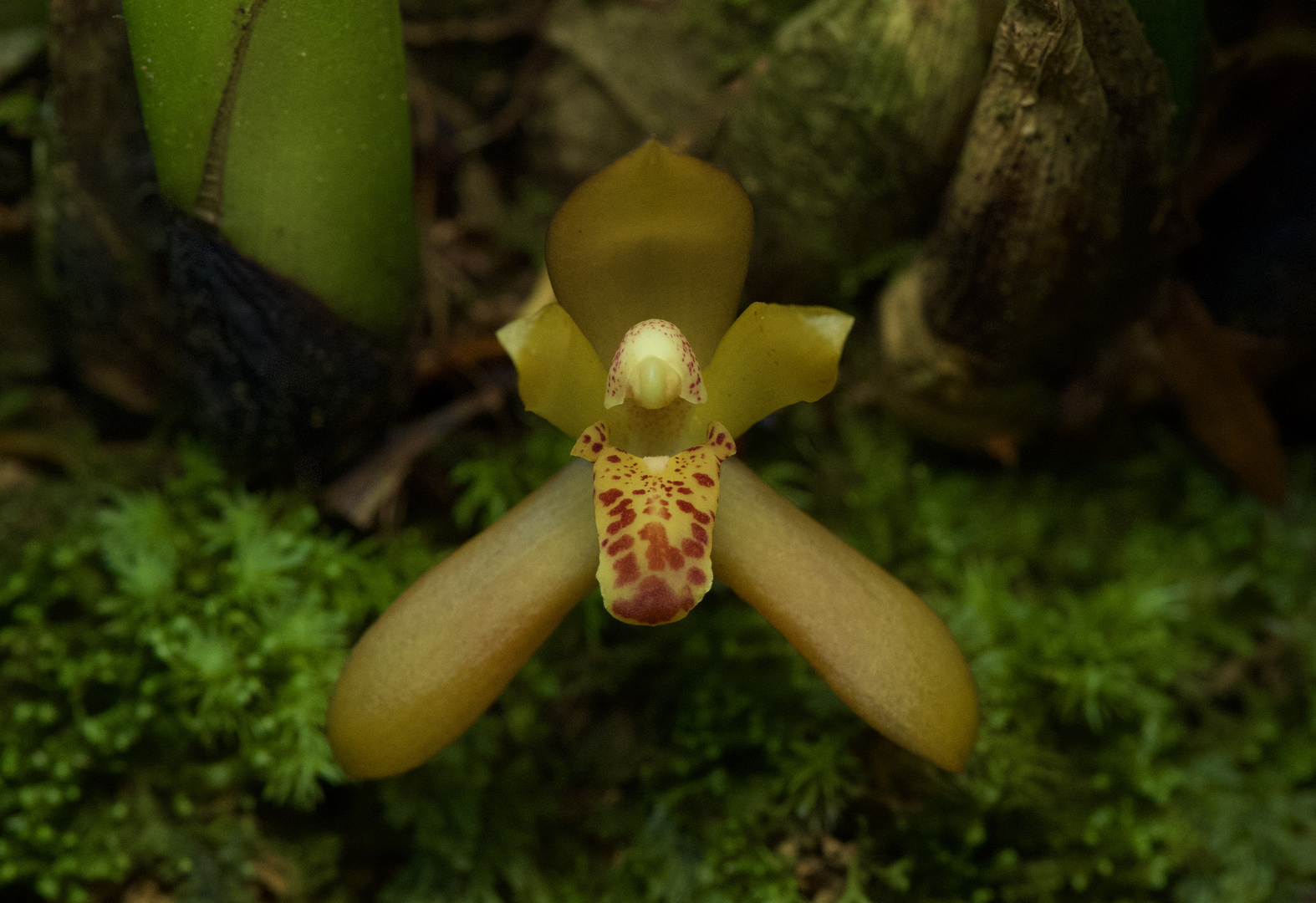 Wilde Orchidee aus dem Nebelwald von Paru