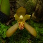 Wilde Orchidee aus dem Nebelwald von Paru