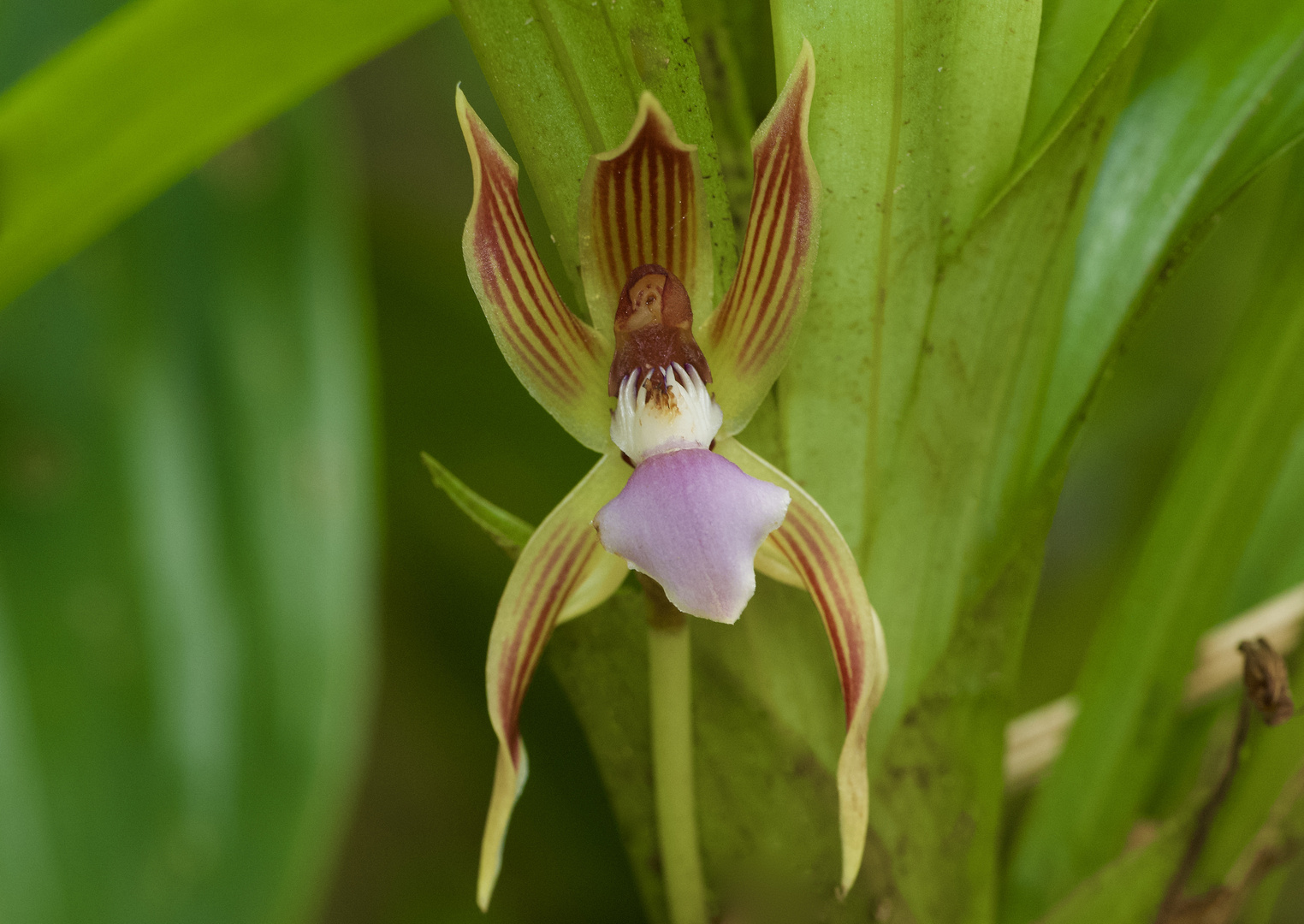 Wilde Orchidee aus dem Nebelwald von Peru 