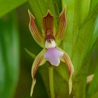 Wilde Orchidee aus dem Nebelwald von Peru 