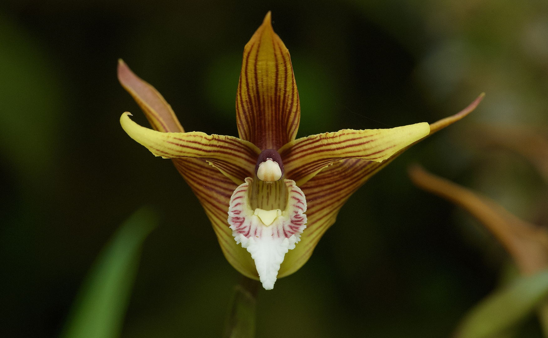 Wilde Orchidee aus dem Nebelwald von Peru