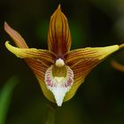 Wilde Orchidee aus dem Nebelwald von Peru