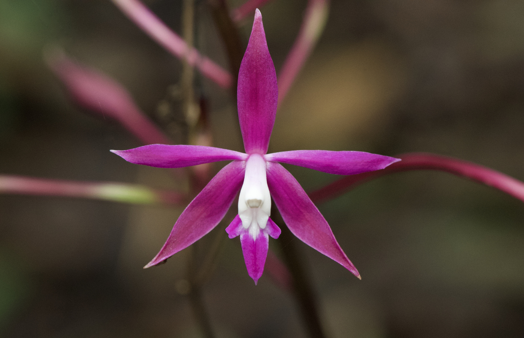 Wilde Orchidee aus dem Nebelwald von Peru 