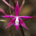 Wilde Orchidee aus dem Nebelwald von Peru 