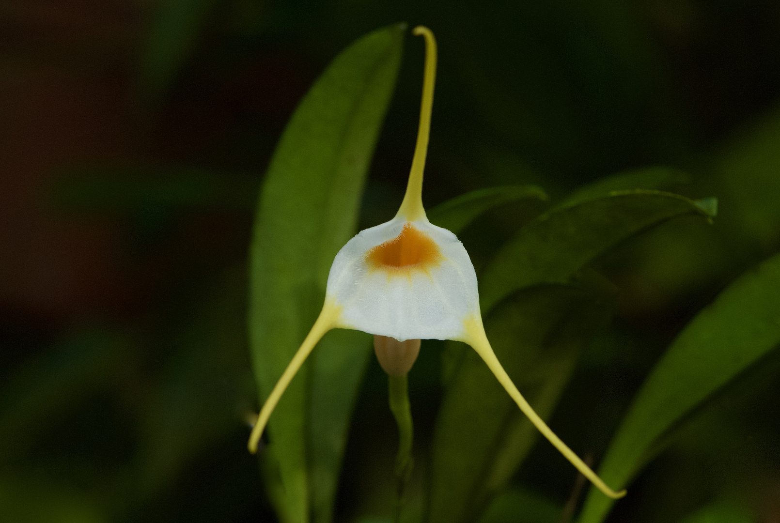 Wilde Orchidee aus dem Nebelwald von Peru 