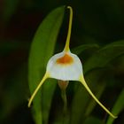 Wilde Orchidee aus dem Nebelwald von Peru 
