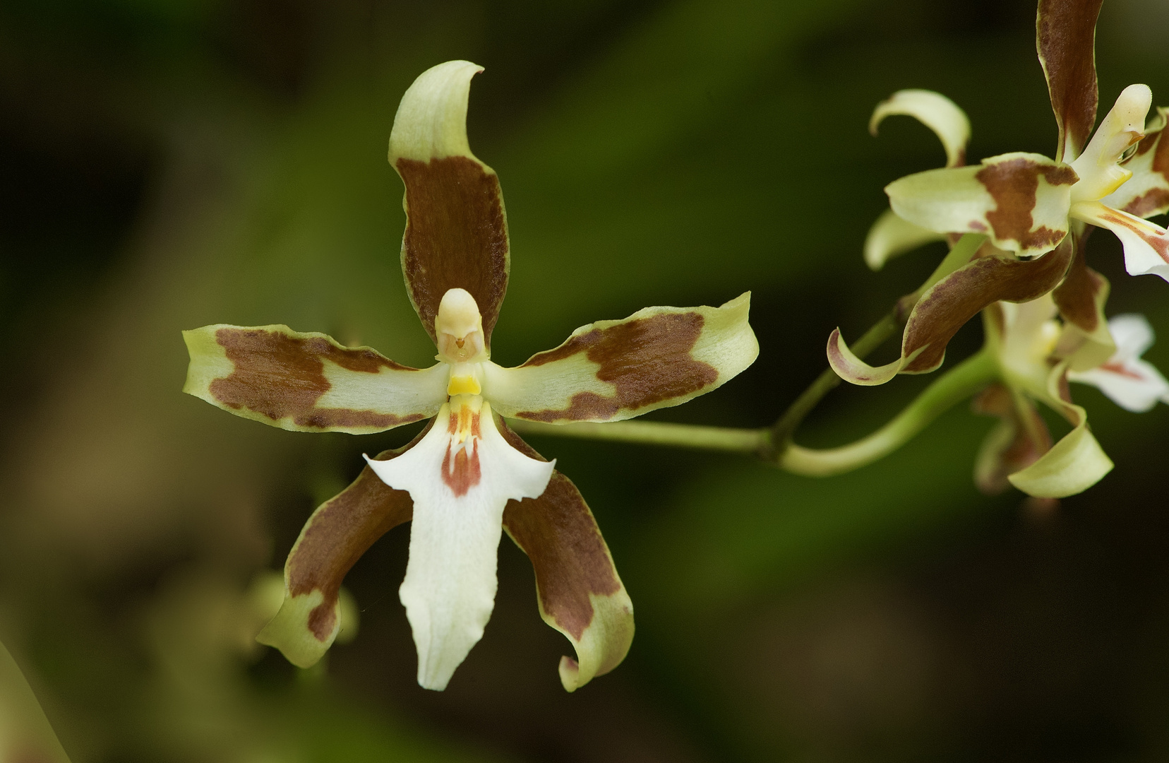 Wilde Orchidee aus dem Nebelwald von Peru 