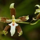 Wilde Orchidee aus dem Nebelwald von Peru 