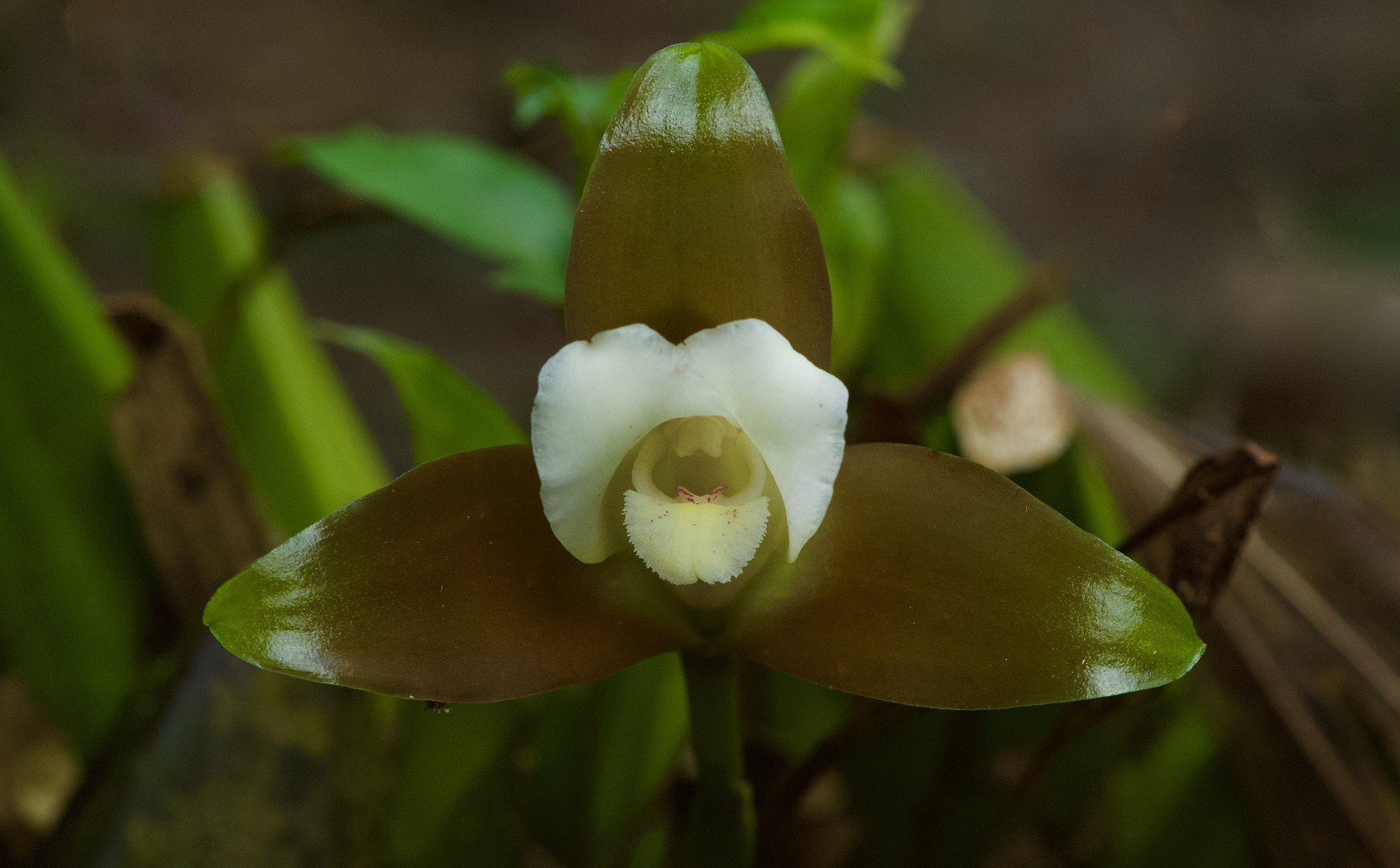 Wilde Orchidee aus dem Nebelwald von Peru 