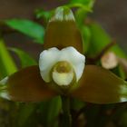 Wilde Orchidee aus dem Nebelwald von Peru 