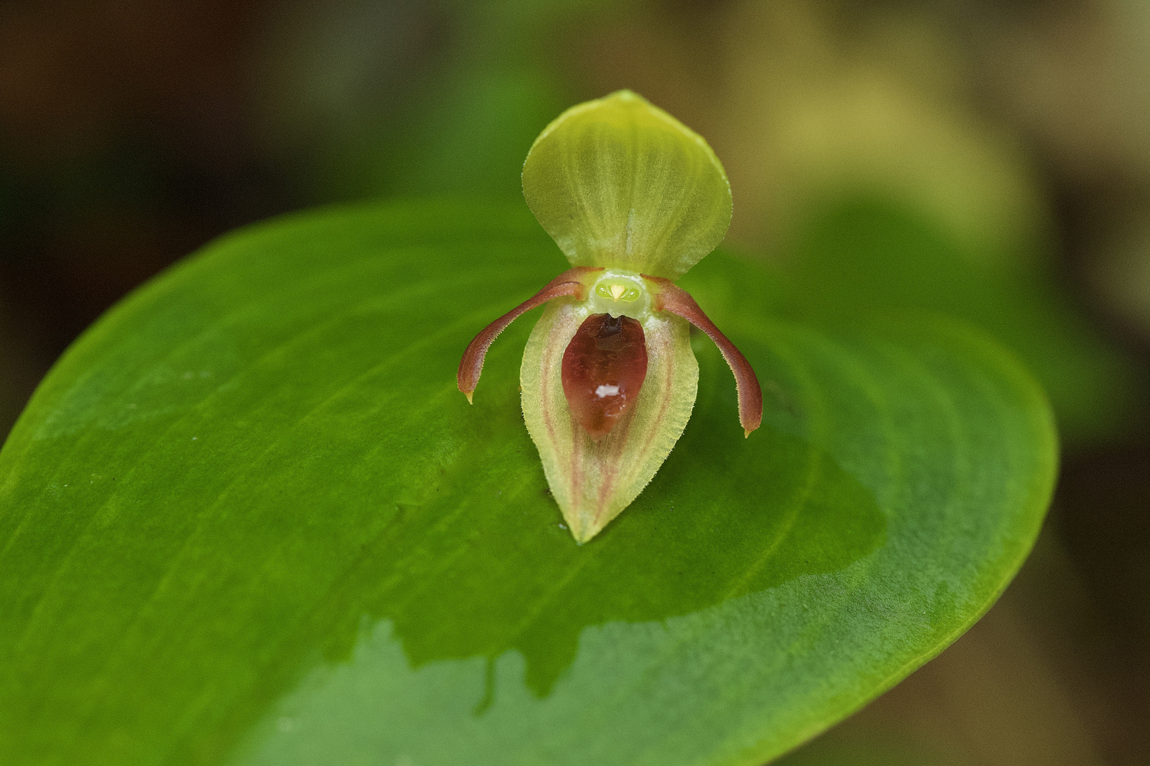 Wilde Orchidee aus dem Nebelwald von Peru