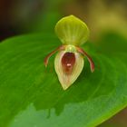 Wilde Orchidee aus dem Nebelwald von Peru