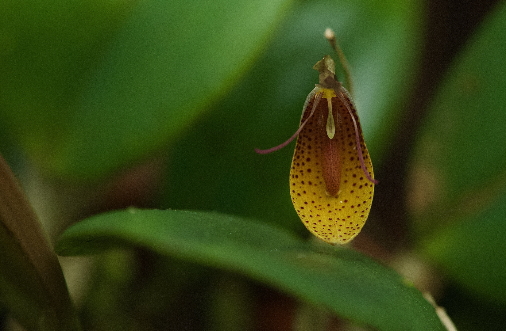 Wilde Orchidee aus dem Nebelwald von Peru