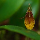 Wilde Orchidee aus dem Nebelwald von Peru