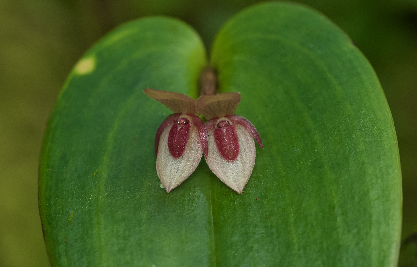 Wilde Orchidee aus dem Nebelwald von Peru