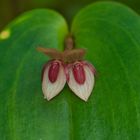 Wilde Orchidee aus dem Nebelwald von Peru