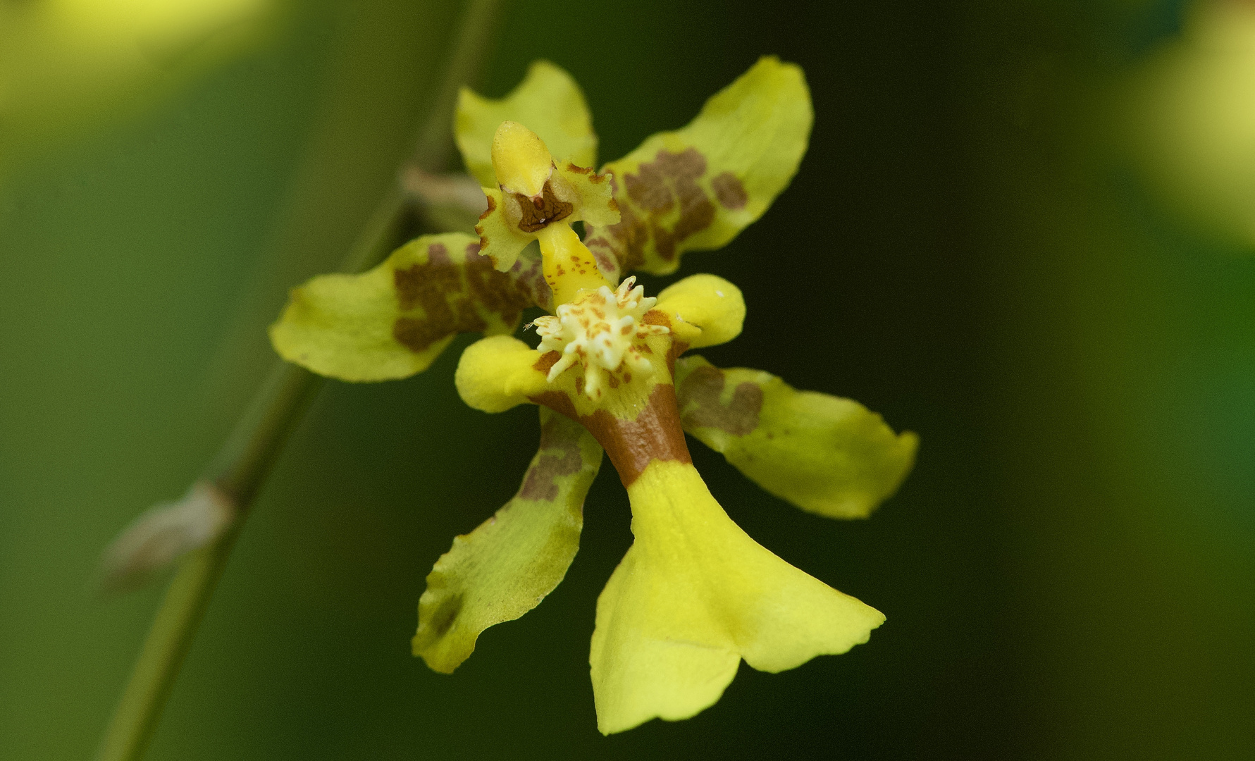 Wilde Orchidee aus dem Nebelwald von Peru