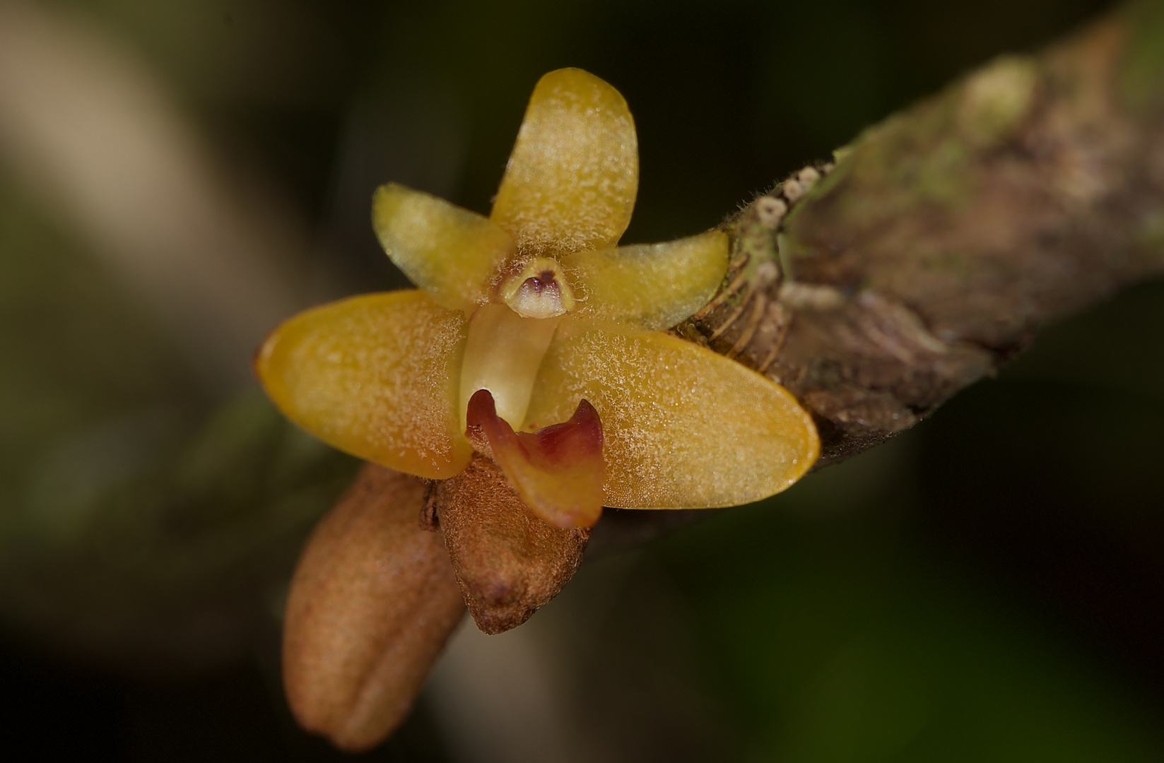 wilde orchidee aus dem tropischen regenwald von borneo.