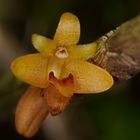 wilde orchidee aus dem tropischen regenwald von borneo.