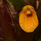 Wilde orchidee aus dem Tropischen Regenwald von Borneo
