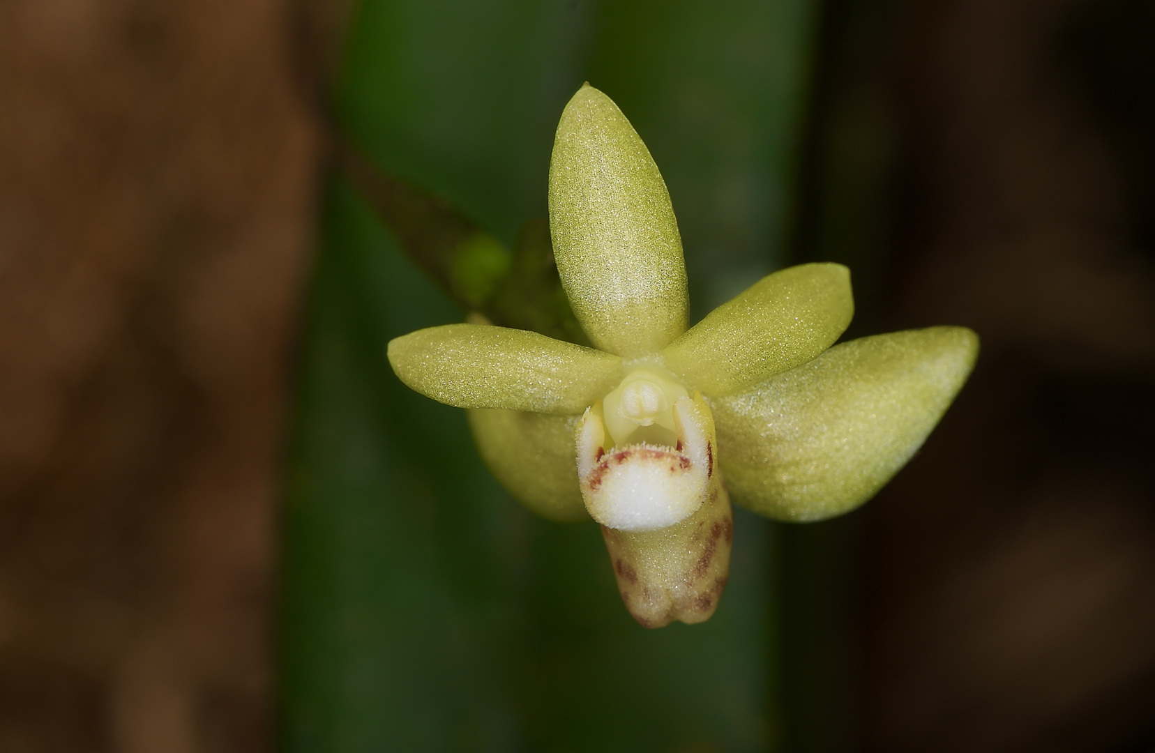 Wilde Orchidee aus dem Tropischen Regenwald von Borneo