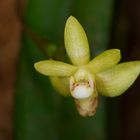 Wilde Orchidee aus dem Tropischen Regenwald von Borneo